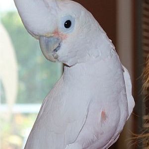 GOFFINS COCKATOO 3