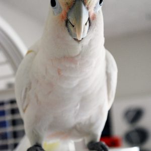 GOFFINS COCKATOO 4