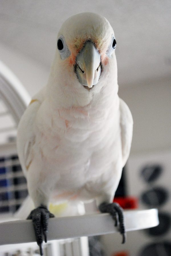 GOFFINS COCKATOO 4