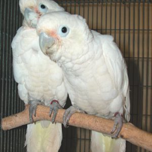 GOFFINS COCKATOO 5