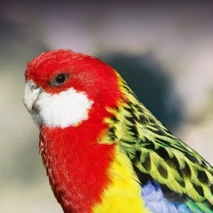 GOLDEN MANTLE ROSELLA