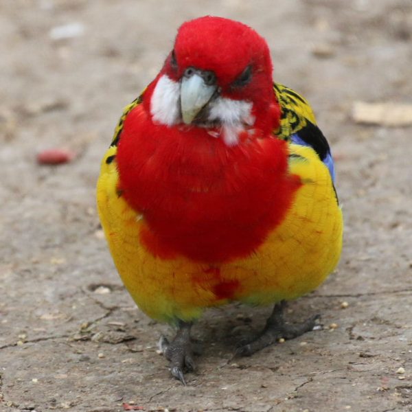 GOLDEN MANTLE ROSELLA 3