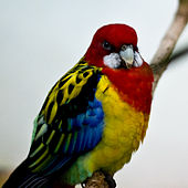 GOLDEN MANTLE ROSELLA