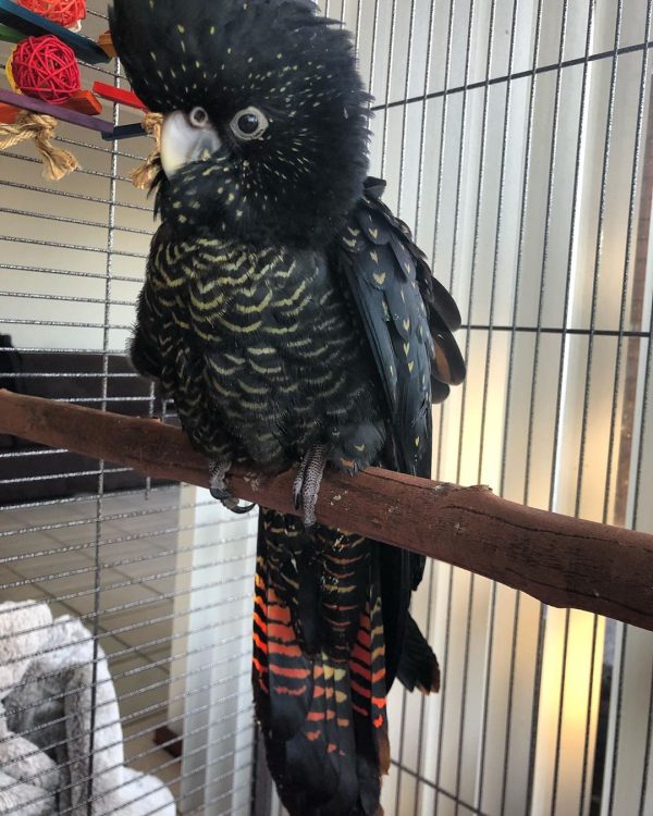 Glossy Black Cockatoo 1