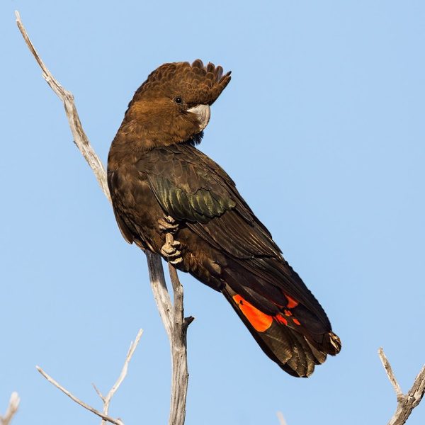 Glossy Black Cockatoo 2