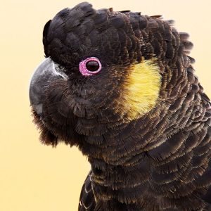 Glossy Black Cockatoo 3