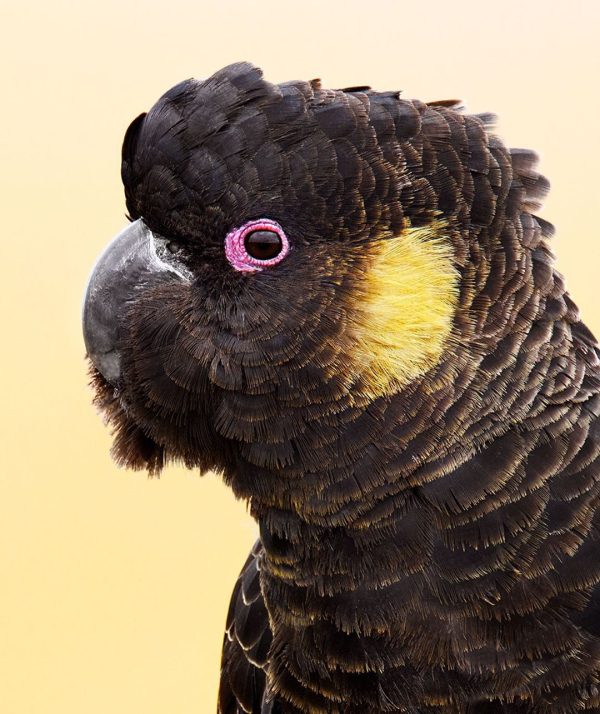 Glossy Black Cockatoo 3