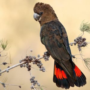 Glossy Black Cockatoo