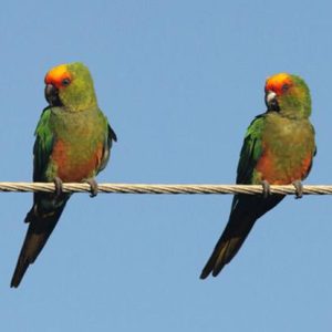 Gold Capped Conure