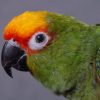 Gold Capped Conure