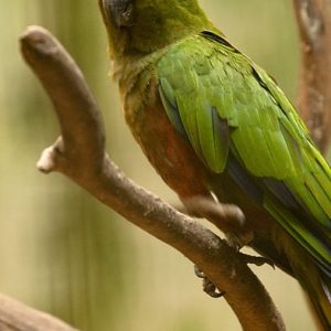 Gold Capped Conure 2