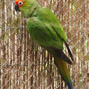 Gold Capped Conure 3