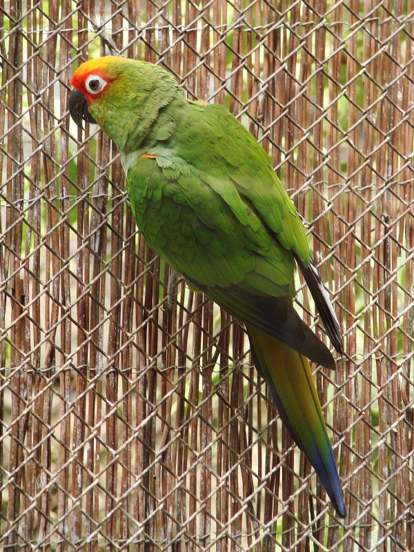 Gold Capped Conure 3