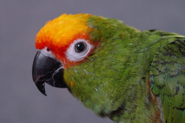 Gold Capped Conure