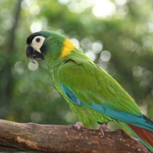 Golden-Collared Macaw