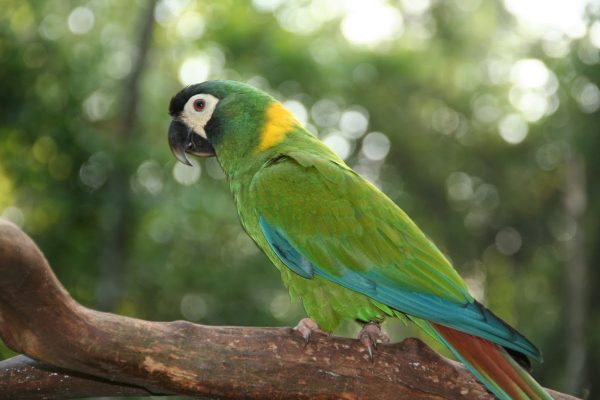 Golden-Collared Macaw