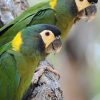 Golden-Collared Macaw