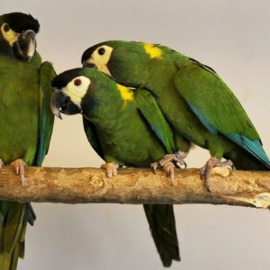 Golden Collared Macaw 2