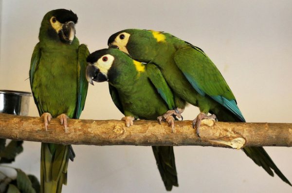 Golden Collared Macaw 2