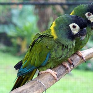 Golden Collared Macaw 3