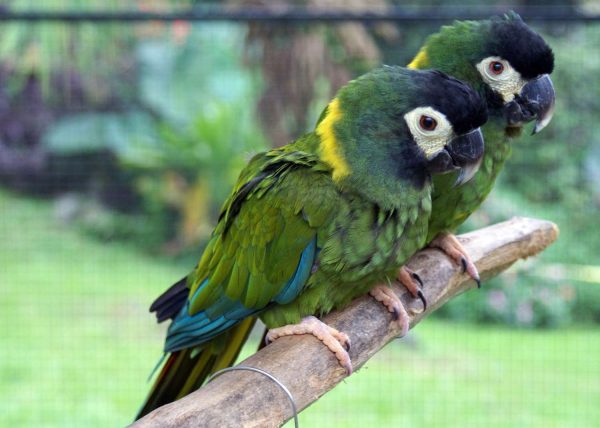 Golden Collared Macaw 3