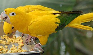 Golden Conure