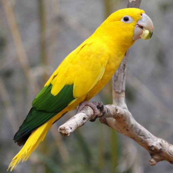 Golden Conure 4