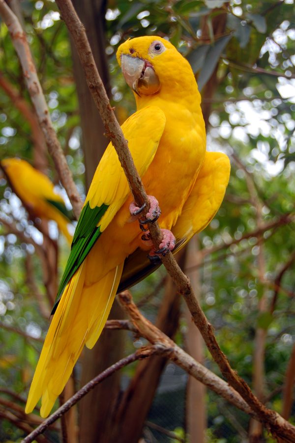 Golden Conure