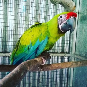 Great Green Macaw 1