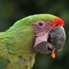 Great Green Macaw