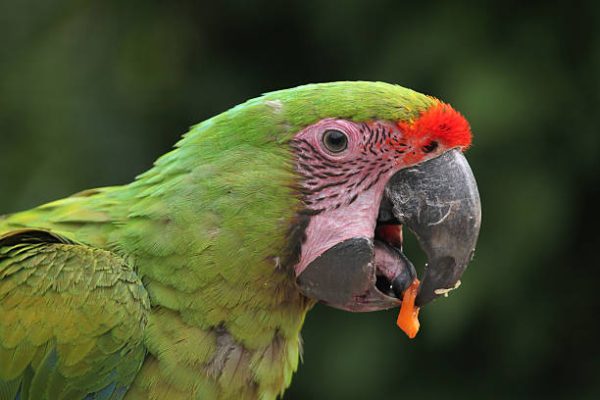 Great Green Macaw