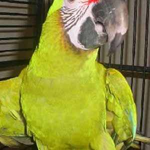 Great Green Macaw