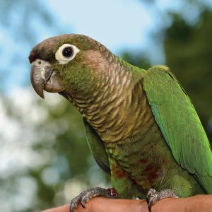 Green Cheek Conure