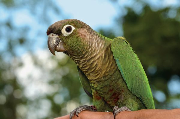 Green Cheek Conure