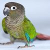 Green Cheek Conure