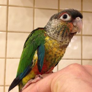 Green Cheek Conure 2