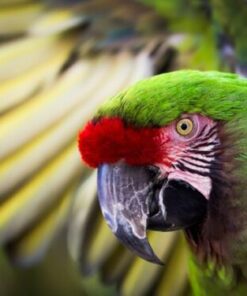 Green Winged Macaw