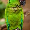 Green Winged Macaw