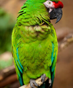 Green Winged Macaw