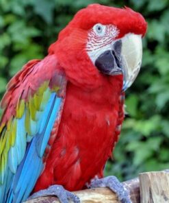 Hahn's Macaw