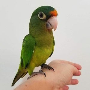 Half Moon Conure