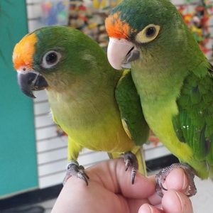 Half Moon Conure 2