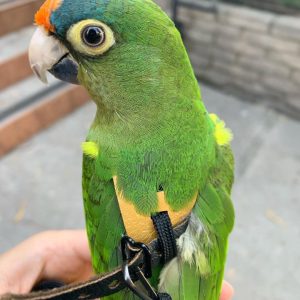 Half Moon Conure