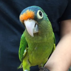 Half Moon Conure 4