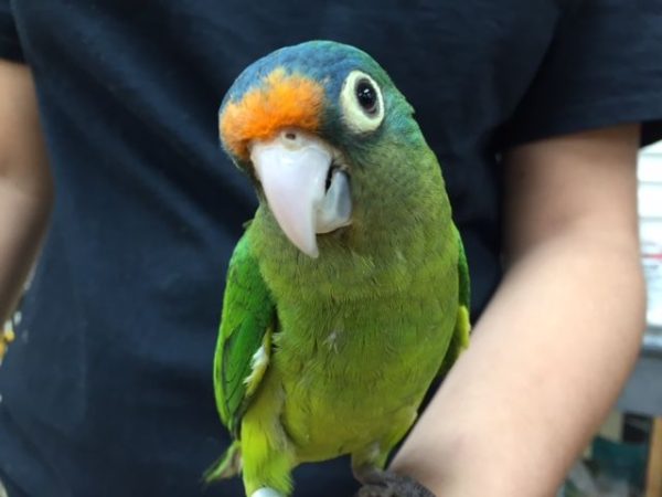 Half Moon Conure 4