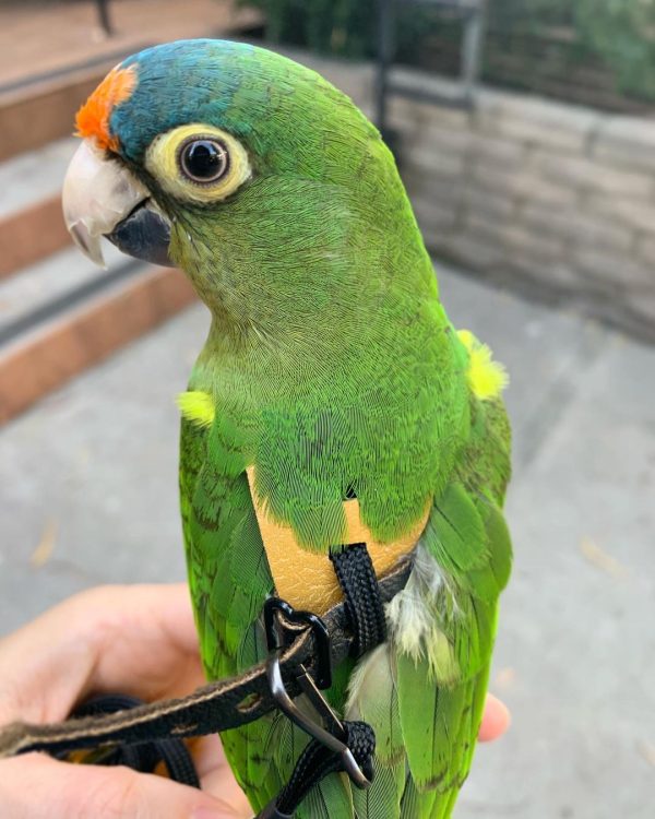 Half Moon Conure