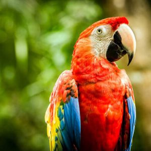 Harlequin Macaw 3