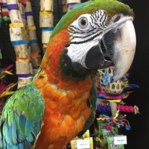 Harlequin Macaw