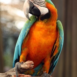 Harlequin Macaw 4