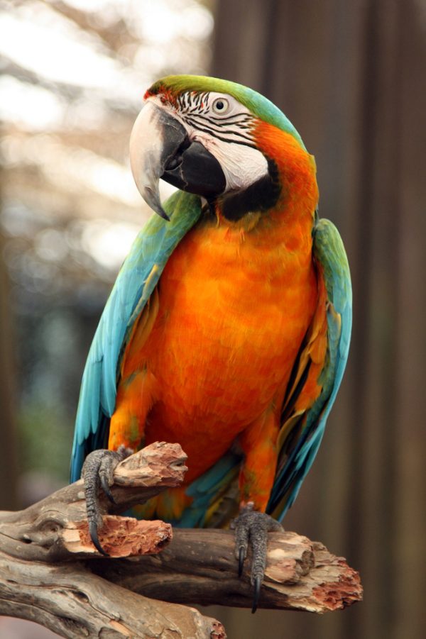 Harlequin Macaw 4